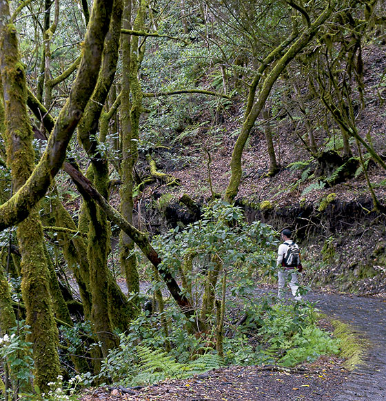 Garajonay, El Cedro