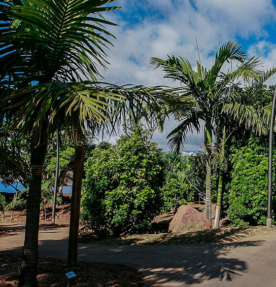 Visita a pie a la mejor colección de palmeras tropicales - listado