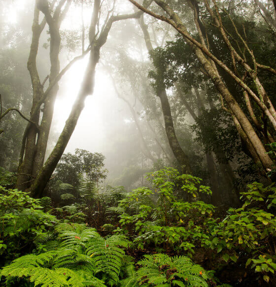 Bosque del Cedro. Parque Nacional de Garajonay