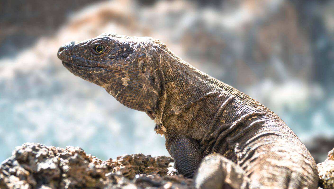 El Hierron lagarto gigante (kotoperäinen suojeltu sisiliskolaji) tulivuoriperäisellä kalliolla auringossa.