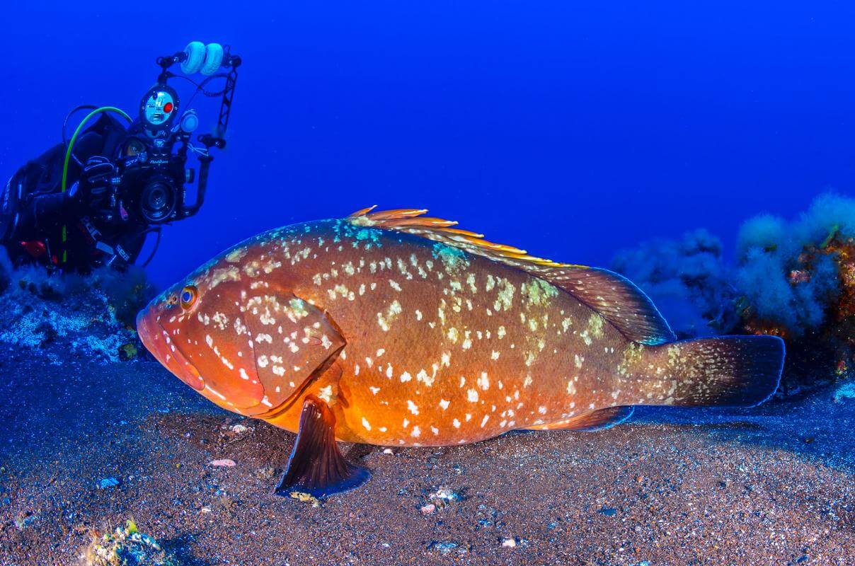 Bucear en Baja Bocarones de El Hierro