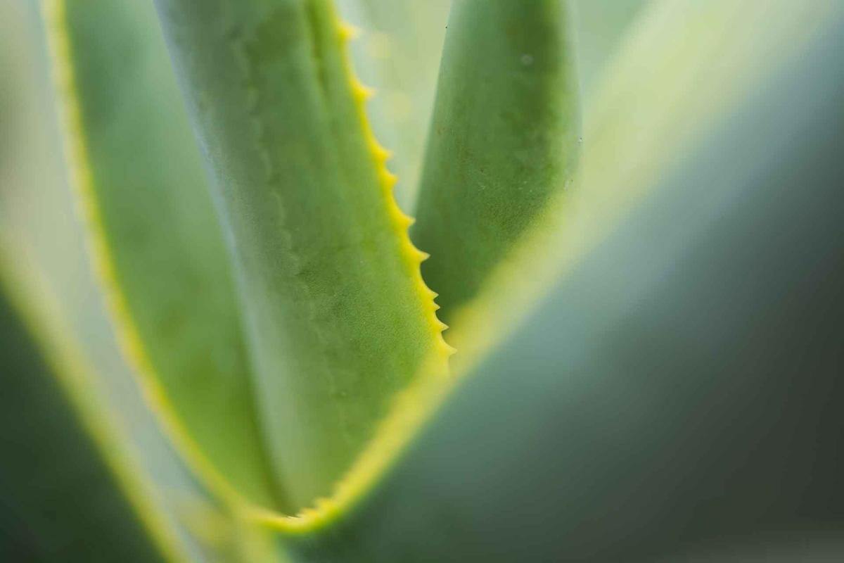 Aloe