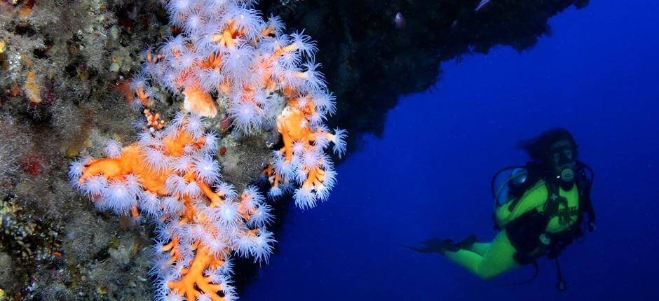 Sukellus Veril de Playa Chicassa + laitesukellus Lanzarotella 