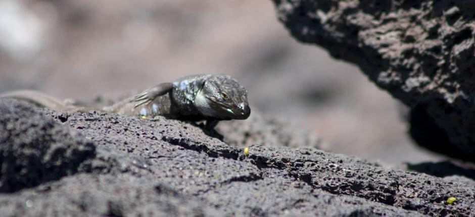 Malpaís de Güímar Espacios naturales de Tenerife