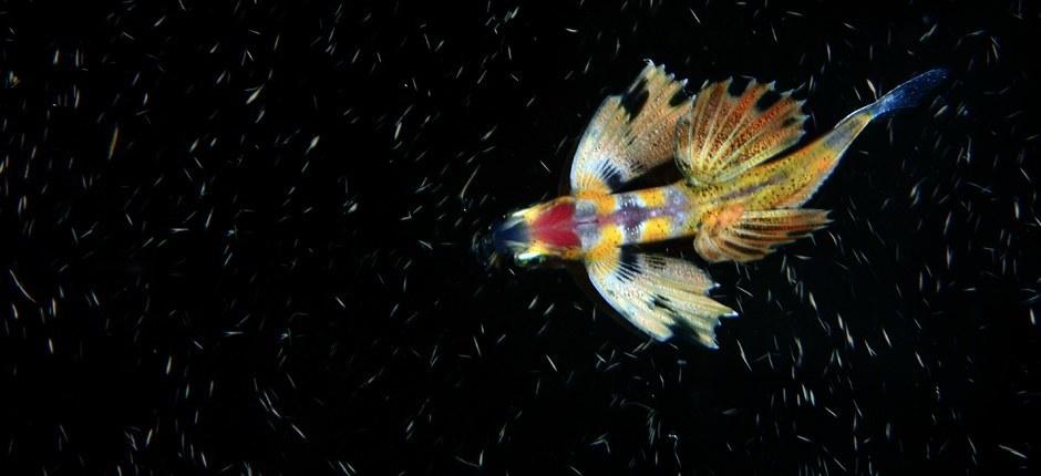 Sukellus La Restingan satamalaiturilla El Hierron saarella