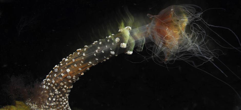 Sukellus La Restingan satamalaiturilla El Hierron saarella