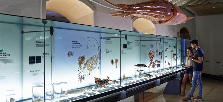 Luonnontieteen ja arkeologian museo