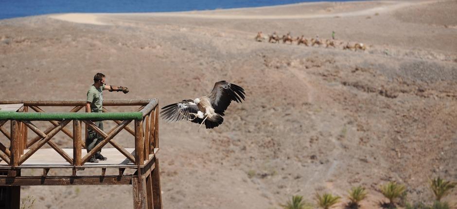 Oasis Park Fuerteventura, Fuerteventuran eläintarhat