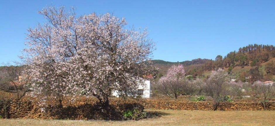 El Pinar, El Hierron hurmaavat kaupungit