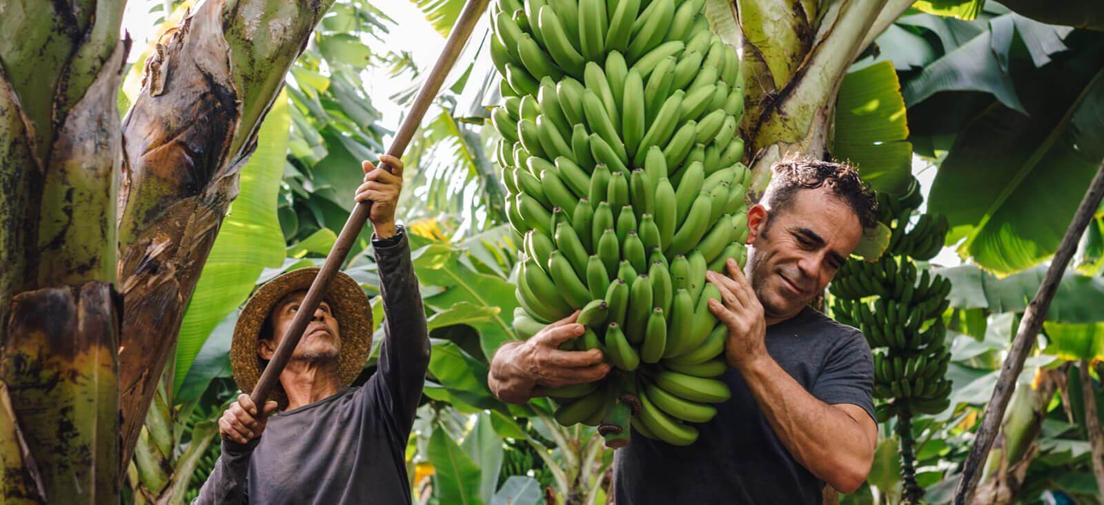 Banaanikasvit. La Palma