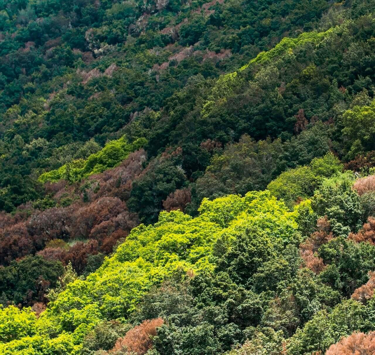 Parque Rural de Frontera. El Hierro.