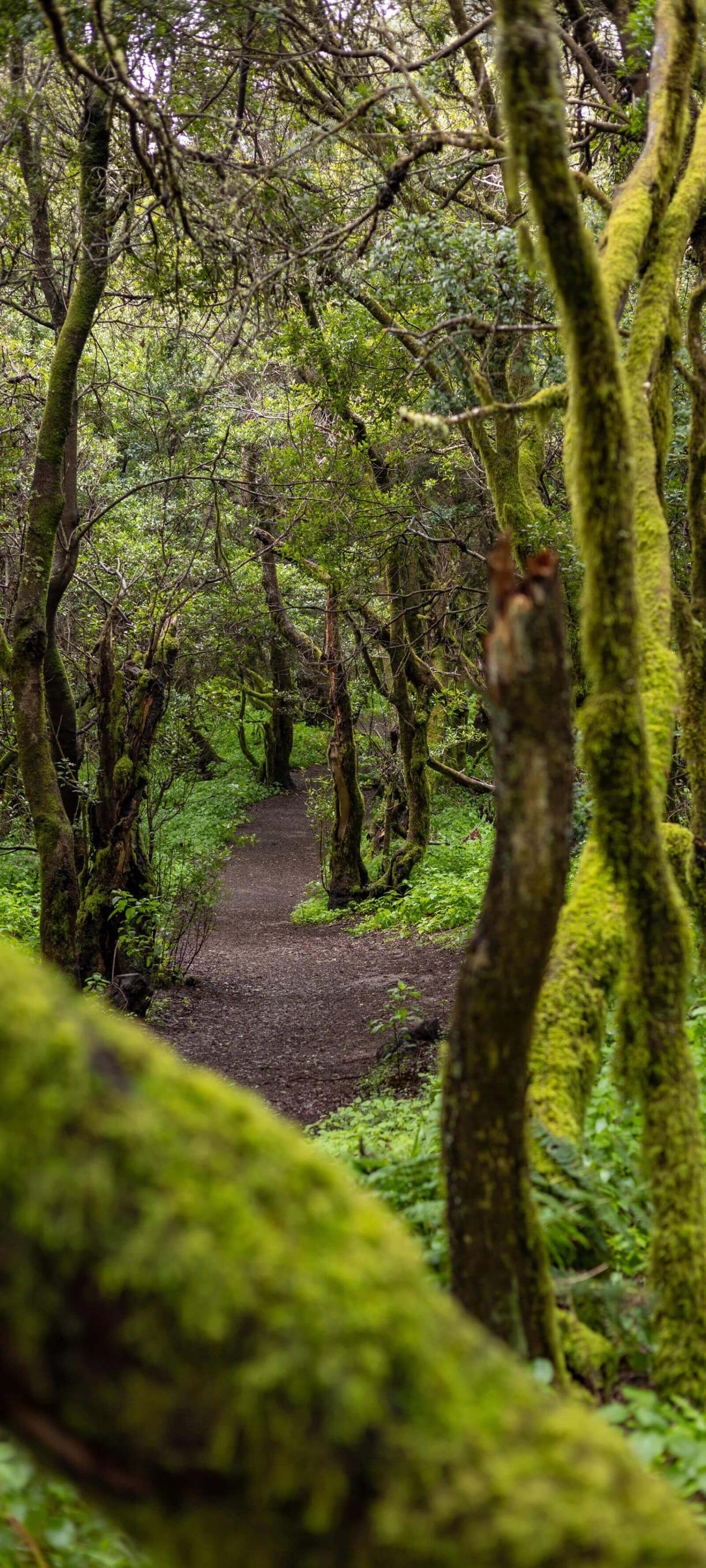La Llanían polku El Hierrolla kulkee rehevän laurisilva-metsän halki, jonka puiden runkoa peittää sammal.