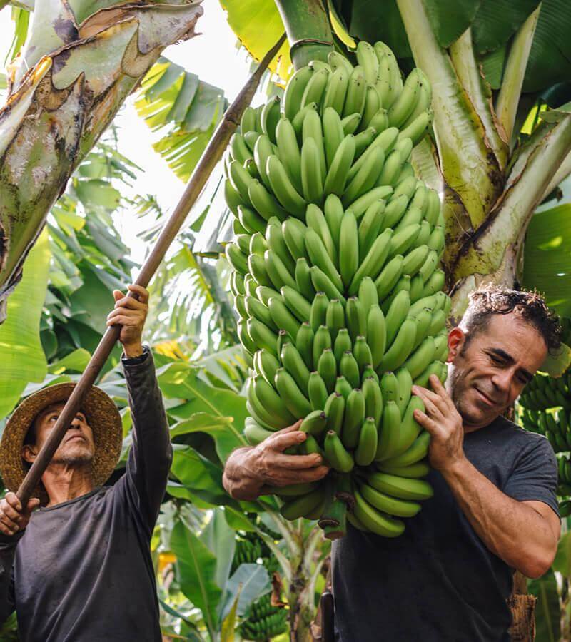 Banaanikasvit. La Palma