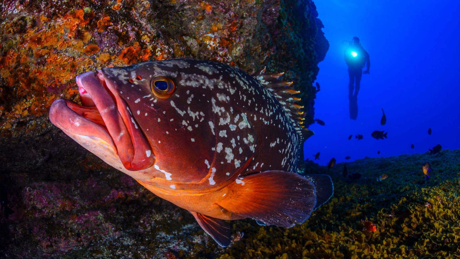 El Bajón. El Hierro.
