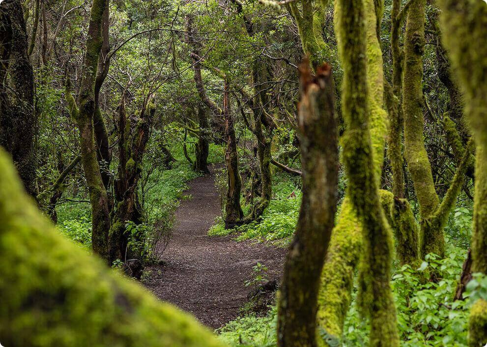 La Llanían polku El Hierrolla kulkee rehevän laurisilva-metsän halki, jonka puiden runkoa peittää sammal.