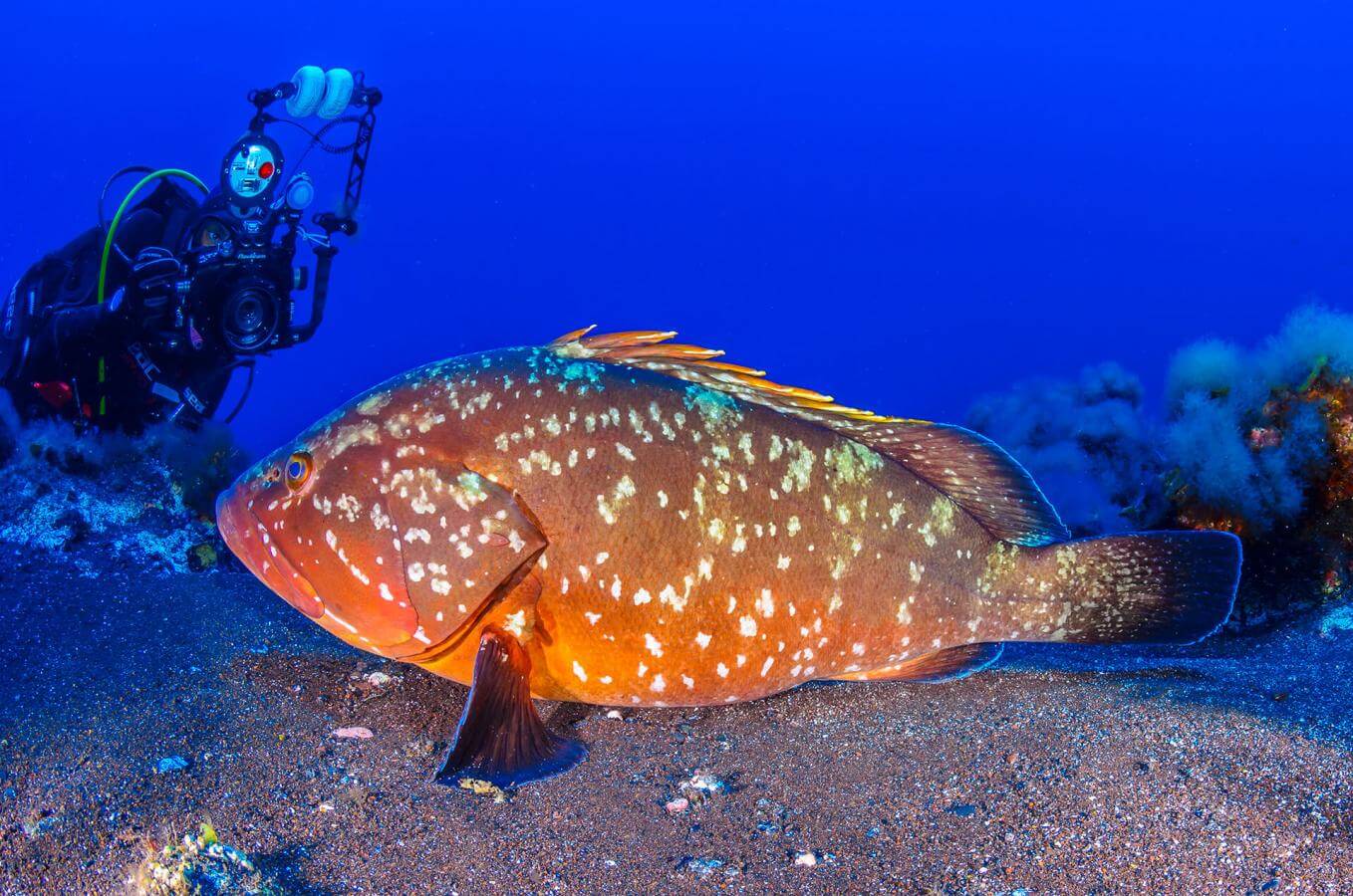 Bucear en Baja Bocarones de El Hierro