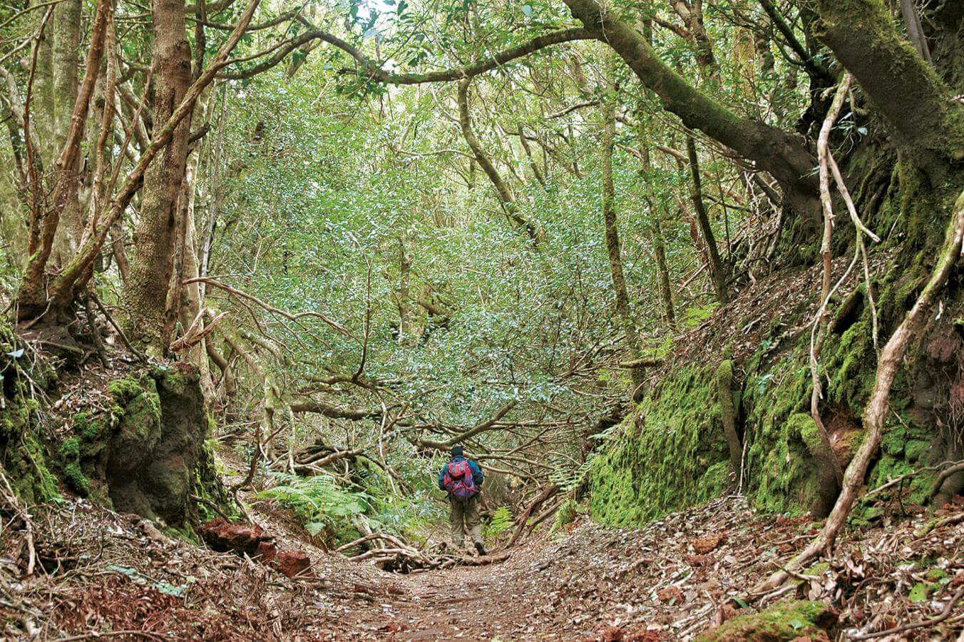 Anaga, una excursión para amantes de la naturaleza - galeria5