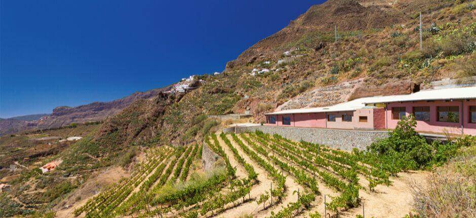Bodega Bentayga Gran Canarialla