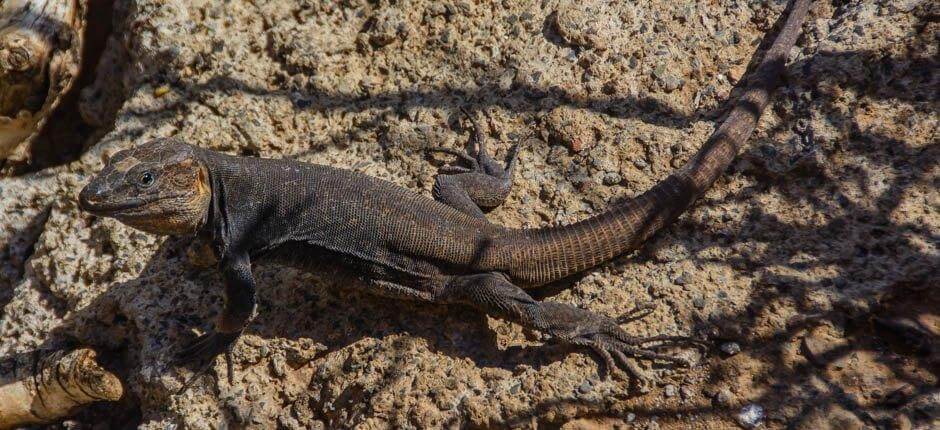 Cenobio de Valerón, Gran Canarian nähtävyydet