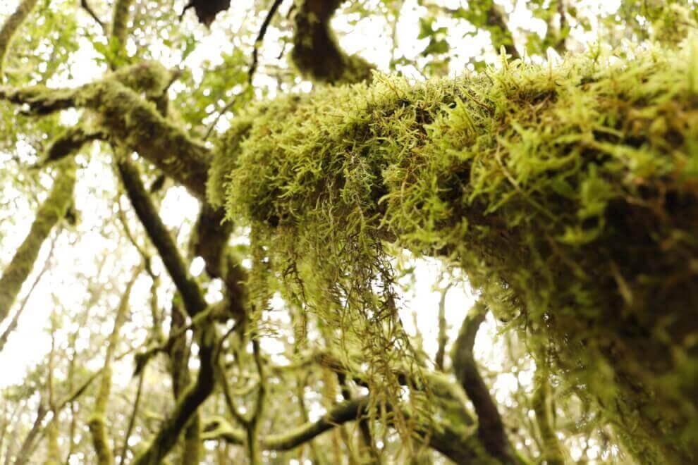 Parque Nacional de Garajonay