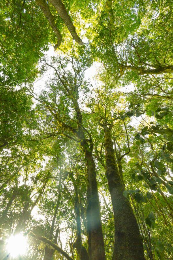 Parque Nacional de Garajonay, Bosque del Cedro