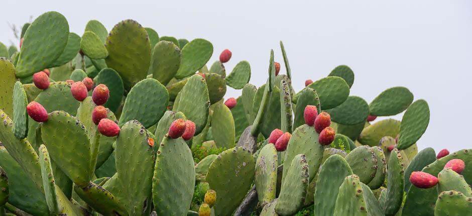 Isora El Hierron pikkukylät