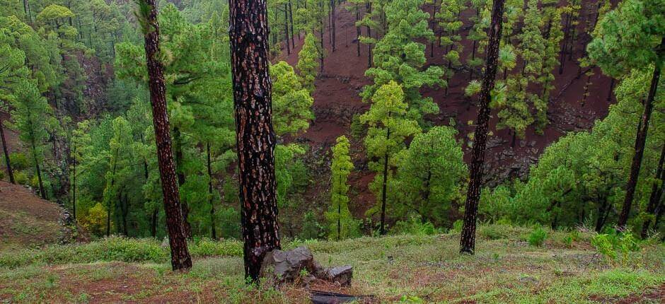 Las Tricias La Palma pikkukylät