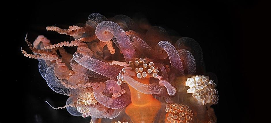 Sukellus La Restingan satamalaiturilla El Hierron saarella