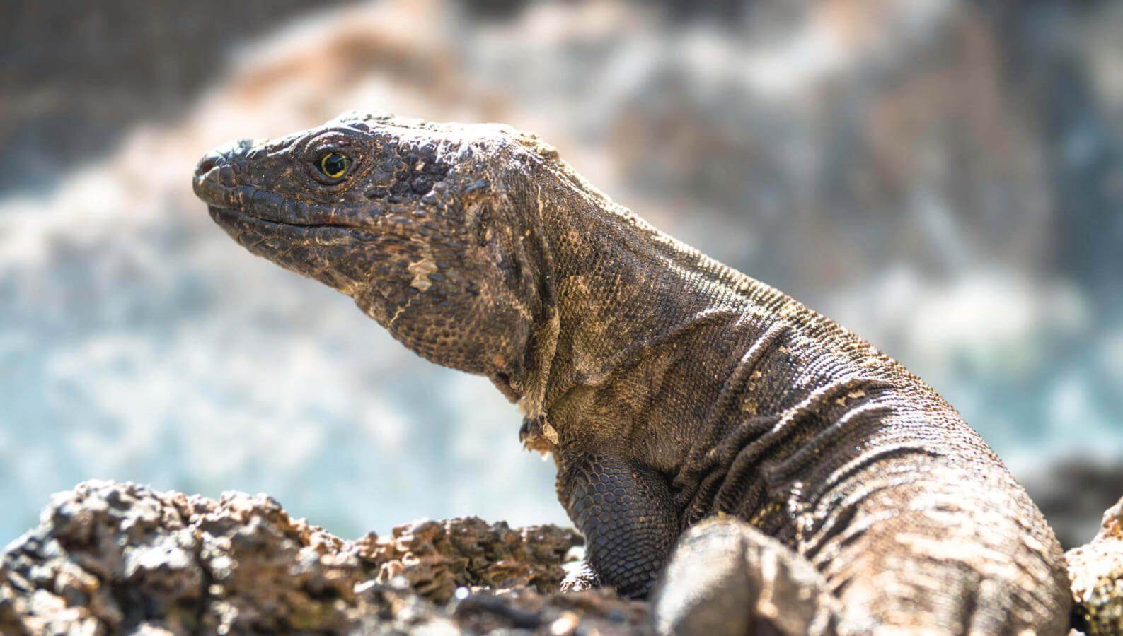 El Hierron lagarto gigante (kotoperäinen suojeltu sisiliskolaji) tulivuoriperäisellä kalliolla auringossa.