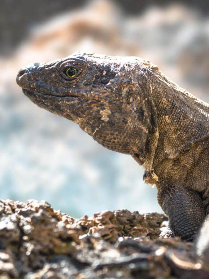 El Hierron lagarto gigante (kotoperäinen suojeltu sisiliskolaji) tulivuoriperäisellä kalliolla auringossa.